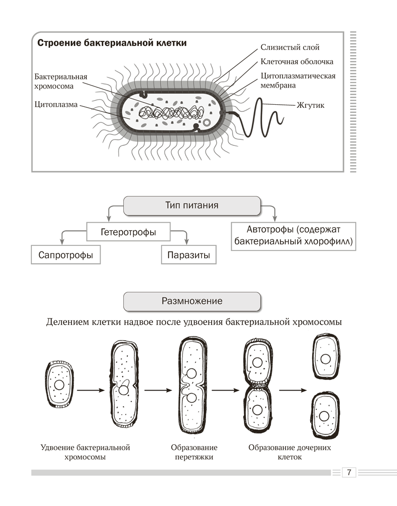 Биология. 7 класс. Опорные конспекты, схемы и таблицы