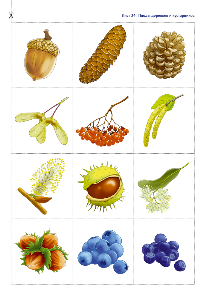 Природа в развитии и воспитании детей дошкольного возраста. 5—7 лет. Учебное наглядное пособие