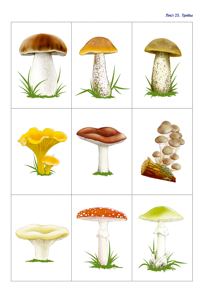 Природа в развитии и воспитании детей дошкольного возраста. 5—7 лет. Учебное наглядное пособие