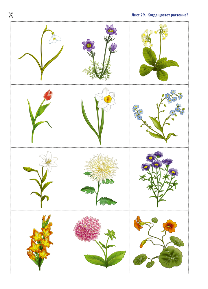 Природа в развитии и воспитании детей дошкольного возраста. 5—7 лет. Учебное наглядное пособие