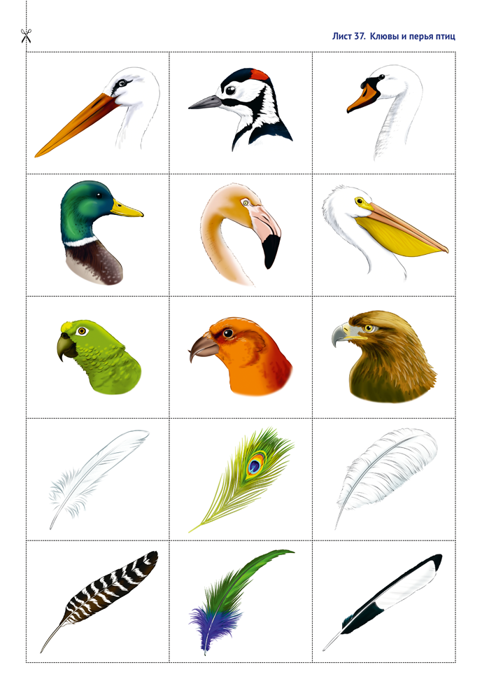 Природа в развитии и воспитании детей дошкольного возраста. 5—7 лет. Учебное наглядное пособие