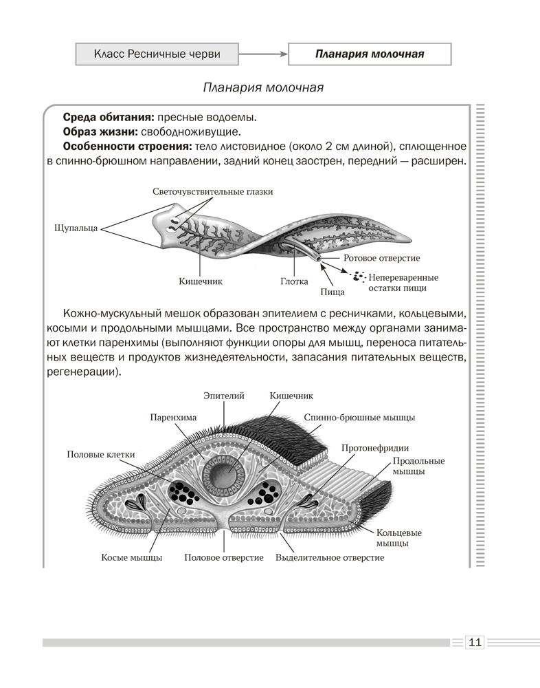 Биология. 8 класс. Опорные конспекты, схемы и таблицы